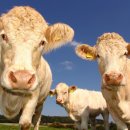 금송아지 이미지