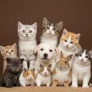 러브펫 반려동물장례식장 | 반려동물 장례식장 후기, 광고·체험단 글 거르는 핵심 기준