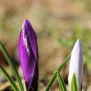 GOGO SWIMMING 이미지