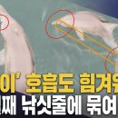 [제주MBC뉴스] 낚싯줄 걸린 &#39;종달이&#39;‥상태 악화 이미지