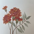 인동저녁노을 이미지