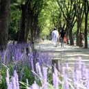 인천대공원(자전거광장) 이미지