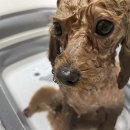 멍키매직 이미지