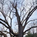 방학동 은행나무 이미지