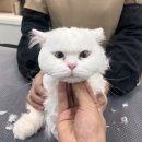 묘신사 그루밍 네이버블로그