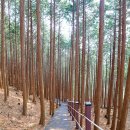 치유의 숲 야영장 이미지