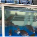 선유도리조트 네이버블로그