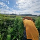 완도약산흑염소 이미지