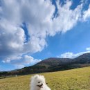 내사랑 강아지 | 내 사랑 강아지들과 제주 4.3 공원 산책 후기!