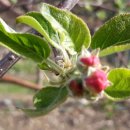 꽃이필무렵 이미지