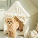 덴탈하우스 이미지