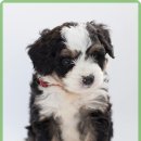 더 건강한 동물병원 이미지