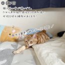 【要注意】猫にしては絶対にダメなこと8選｜あなたも気づかないうちにやってしまってるかも？【주의 필요】고양이치고는 절대 안 되는 일 8선 | 당신 이미지