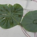 녹천초교 이미지