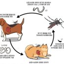 브리즈 동물병원 네이버블로그