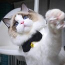 폴캐터리 이미지