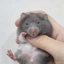 뭉치뭉치