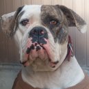 아델리오 이미지