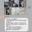 고양이 생활 호텔 | 남위례 고양이호텔 | 고양이 호텔 | 고양이생활 | 반려동물 호텔 추천 후기 🐱(+실시간 생활 및 후기...