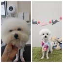 아모르 펫 살롱 이미지