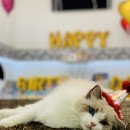 블루랙돌 이미지