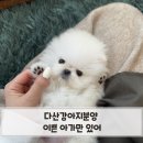 포미펫샵 | 다산강아지분양 이쁜 아가만 있어