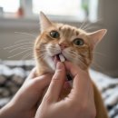 미오미오 고양이분양 이미지