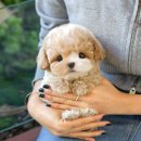 미유펫 강아지고양이 구미점 이미지