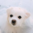 운정24시동물의료센터 이미지