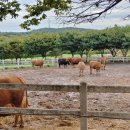 정감목장 이미지