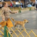 Happy tail 이미지