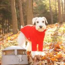 벨르독 | [애견의류쇼핑몰] 벨르독 이벤트 당첨후기