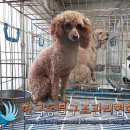 중계중학교 노트펫