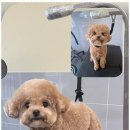 포블포블 이미지