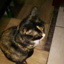 원북농협주유소 이미지