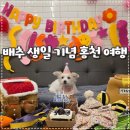 멋진강아지 | 강아지생일기념 강원도 홍천여행 다녀온 해삐후기