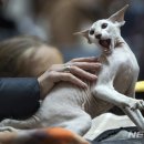 나는고양이 이미지