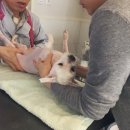 서초힐스동물병원 이미지