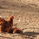 정성농장 | 봄빛농장 | 봄빛농장 신선한 계란 방문하여 자연 방사 유정란으로 우리 집 건강 식탁 정성스럽게 차린 후기