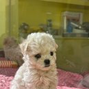 커들리 퍼피 창원강아지 분양 | 퍼피어스에서 만난 우리 강아지, 창원 강아지 분양 후기