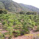 소나무 농장 이미지