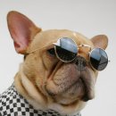 강아지발바닥 이미지