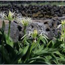 제주 토끼섬 문주란자생지 이미지