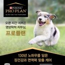 퍼피플랜 이미지