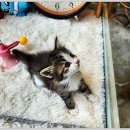 아담스펫강아지&가필드고양이 | 창원고양이분양, 아담스펫에서 만난 귀여운 고양이들과의 시간!