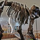 덕소자연사박물관 이미지