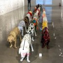 오마이독(oh my dog) 이미지