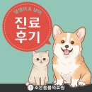 코코(푸들/12살)의 진료 후기_대구 수성구 조은동물의료원
