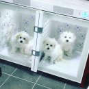 한스애견카페 이미지