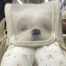 댕고밥상 이미지